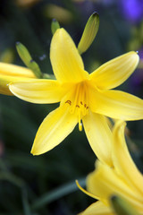 closeup of yellow lily flower. selected focus