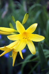 closeup of yellow lily flower. selected focus