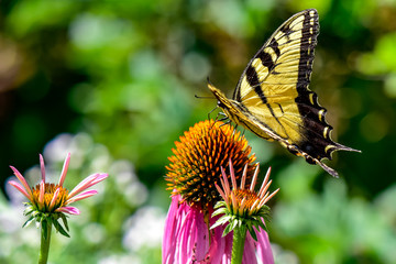 Eastern Tiger Swallowtail Butterfly on a Coneflower
