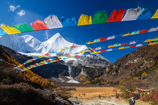 Colorful forest and snow mountain at Yading nature reserve.