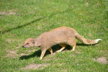 Yellow Mongoose (Cynictis penicillata) walking on grass