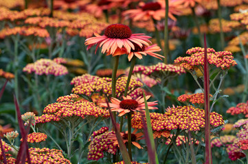 Detail of flower border with Echinacea 'Sunset' and Achillea 'Walther Funcke'