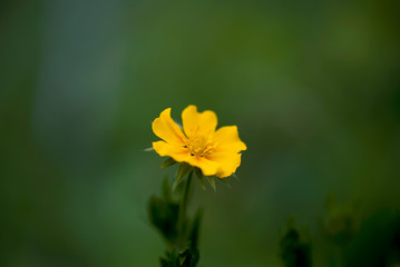 Single Cinquefoil Flower