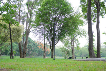 tranquil scene of garden park view in morning