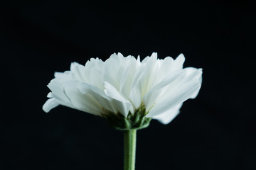 chrysanthemum  flower, Dendranthemum grandifflora