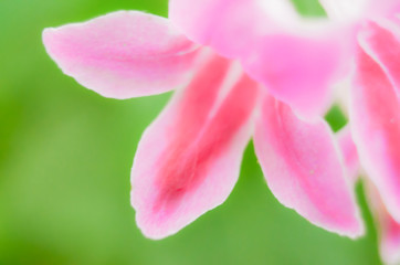 Fototapeta na wymiar Unfocused blur flowers background