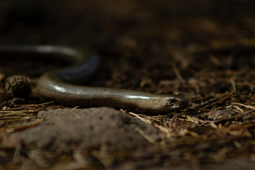 Anguis fragilis lizard, also called slowworm, slithering across the field of view in a forest