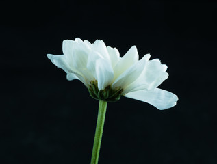 chrysanthemum  flower, Dendranthemum grandifflora