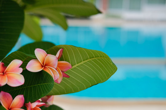 Orange Pink Plumeria Frangipani Flower.