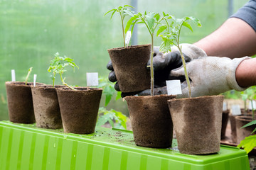 Male farmer holding organic pot with tomato plant before planting in into the soil. Man prepares to...