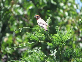 bird on a branch