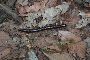 A large black millipede on the dry leaves in the forest