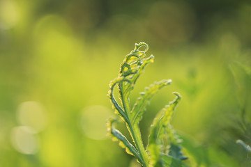 Blurred natural green background with fresh fern leaf