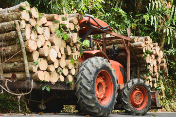 Orange tractor JCB or Truck loading wood in the forest,Fresh wooden natural sawn.