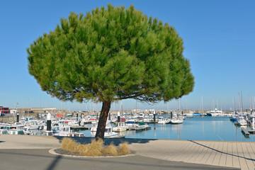 Stone pine in the port of l’Herbaudière on the island of Noirmoutier en l’île in the Vendée...