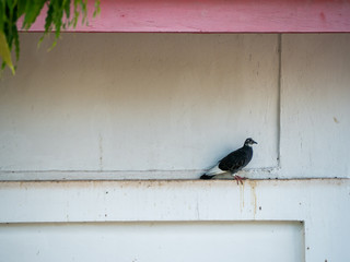 A bird and the wall