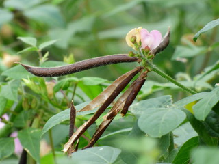 flowers and seeds