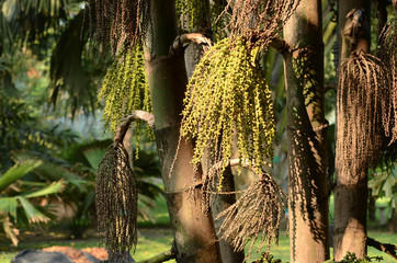 Bunches of Fishtail Palm, Wart Fishtail Palm, Clustered Fishtail Palm (Caryota Urens) tree in the nature park