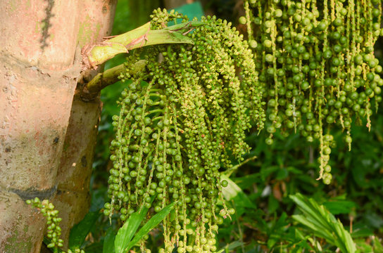Fishtail From Roots รูปภาพFishtail – เลือกดูภาพถ่ายสต็อก เวกเตอร์ และวิดีโอ28,151 | Adobe Stock