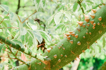 Close up thorny trunk (Bombax ceiba L.) on green background.