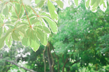 Closeup blurred green leaf background