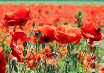 Summer feeling, beauties of summer: Detailed close-up of red poppy blossoms in the summer