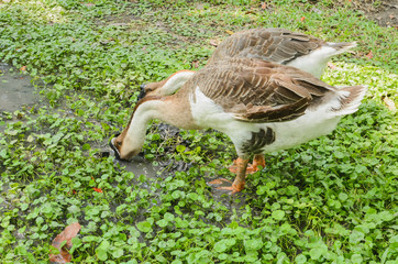 The white goose finding food.