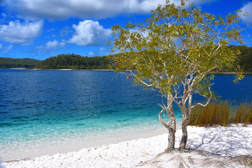 Fototapeta na wymiar Tree at awesome freshwater lake in Great Sandy National Park. Lake Mackenzie on Fraser Island off the Sunshine Coast of Queensland is a freshwater lake popular with tourists.