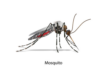 Mosquito side vector on white background