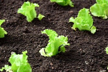 Junger grüner Kopfsalat im Gartenbeet