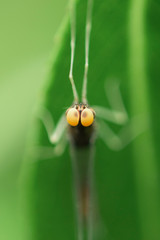 Insect with big yellow eyes on a green background. Selective focus