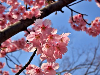 Focus shot on the pink sakura in the morning at Osaka Castle, Japan