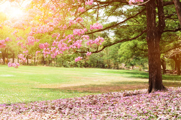 Naklejka premium beautiful morning light in public park.