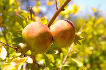 Pomegranate fruit on the tree