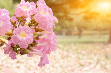 beautiful morning light in public park.