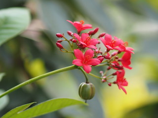 Red Flower in blurred of nature background