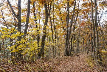 the colourful changing colour trees in autumn around Fuji Mountain at Lake Kawaguchiko, Japan.