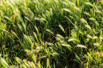 Green pasture with fabulous sunset light. © silvapinto