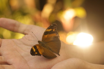 Orange-brown Butterfly on a hand with yellow bokeh background