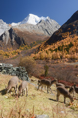 Animals finding food at colourful forest with snow mountain at Yading nature reserve.