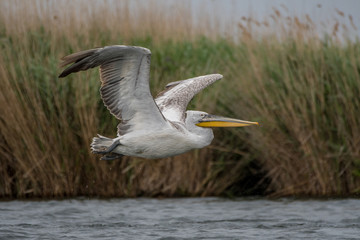 Isolated close up of a flying beatiful white pelican in the wild- Danube Delta Romania