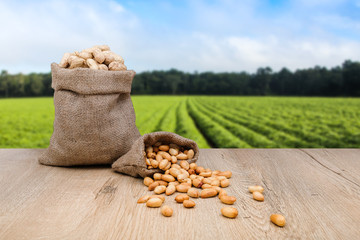Peanuts in jute sack bag, background is peanut farm, roasted peanuts are poured and overturned