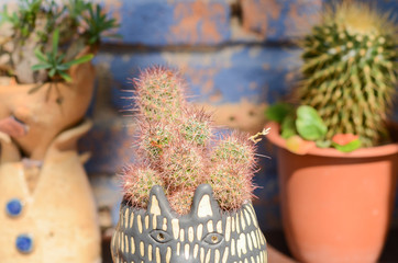 Collection of various cactus and succulent plants in different pots. The rustic interior home decor.