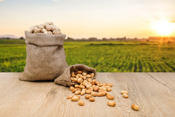 Peanuts in jute sack bag, background is peanut farm, roasted peanuts are poured and overturned - Powered by Adobe
