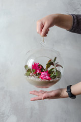 Women's hands hold a mini-juicy garden in a glass florarium against a white wall