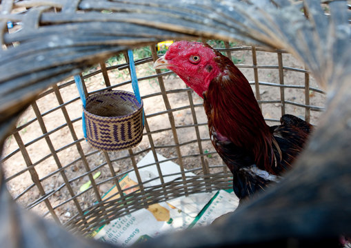 Fight rooster, Pakse, Laos