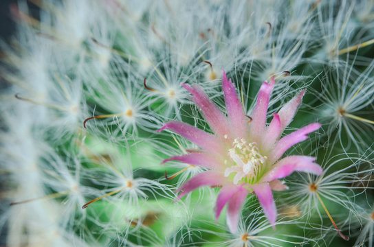  pink cactus flowers and white cactus spines on green cactus background
