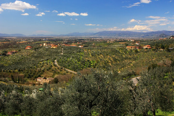 Fototapeta na wymiar Olive groves in the hills in Tuscany, Italy