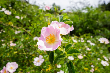 Photo of a Cherokee rose (rosa laevigata) in full bloom during the spring.