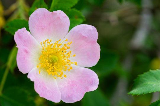 Macro photo of a Cherokee rose (rosa laevigata) in full bloom